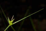 Timid sedge